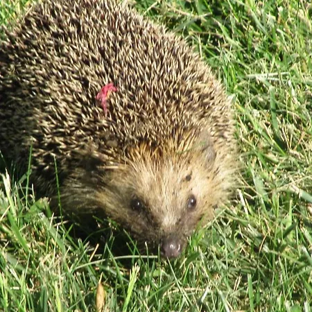 Bed and Breakfast Macchia D'olmo 4*