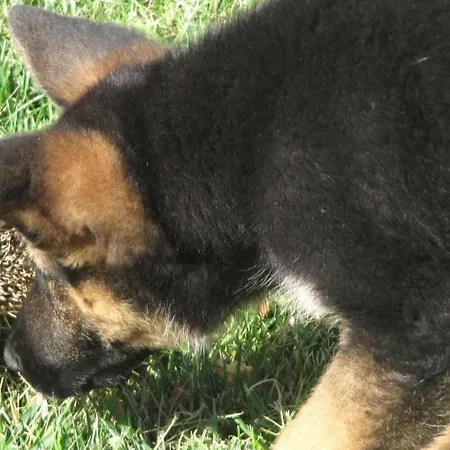 ベッド・アンド・ブレックファスト Macchia D'olmo カプチオ・パエストゥム