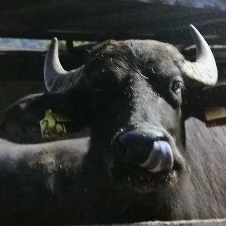 Macchia D'olmo Bed and Breakfast Capaccio