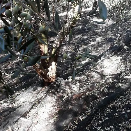 Bed and Breakfast Macchia D'olmo Capaccio