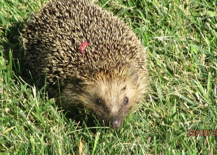 לינה וארוחת בוקר Macchia D'olmo 4*