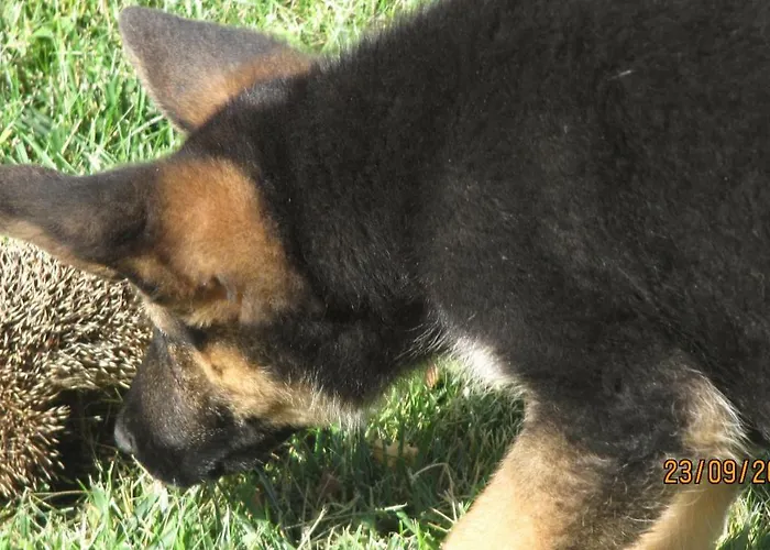 לינה וארוחת בוקר Macchia D'olmo קאפאצ'יו-פאסטום