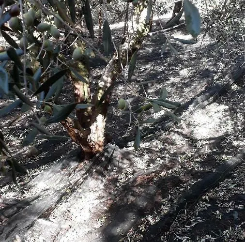 לינה וארוחת בוקר Macchia D'olmo קאפאצ'יו-פאסטום