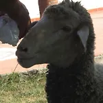 Oda ve Kahvaltı Macchia D'olmo Capaccio