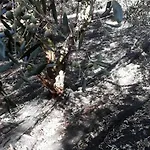 Oda ve Kahvaltı Macchia D'olmo Capaccio