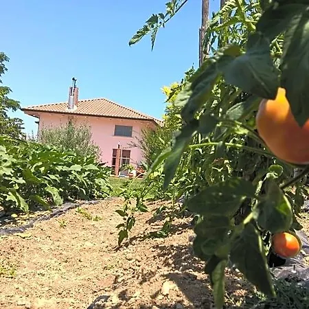 Macchia D'olmo