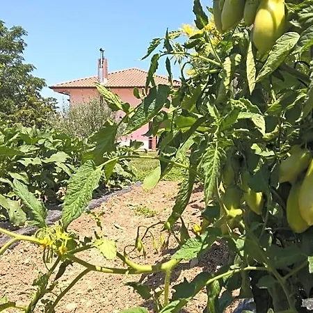 Macchia D'olmo