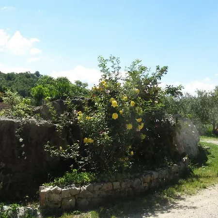 Macchia D'olmo