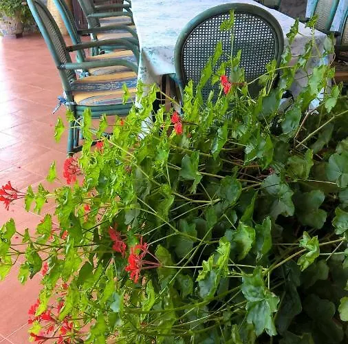 Bed & Breakfast Macchia D'olmo 4*