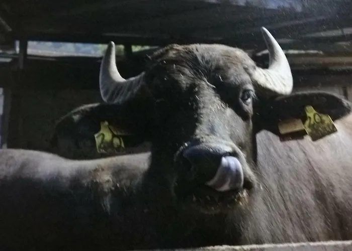 Macchia D'olmo Bed & Breakfast Capaccio